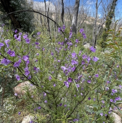 Solanum linearifolium (Kangaroo Apple) at Namadgi National Park - 12 Dec 2021 by JaneR