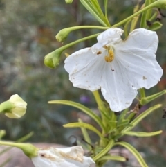 Solanum linearifolium (Kangaroo Apple) at Rendezvous Creek, ACT - 12 Dec 2021 by JaneR