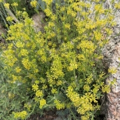 Pimelea curviflora (Curved Rice-flower) at Rendezvous Creek, ACT - 12 Dec 2021 by JaneR