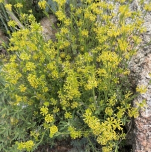 Pimelea curviflora at Rendezvous Creek, ACT - 12 Dec 2021 03:05 PM