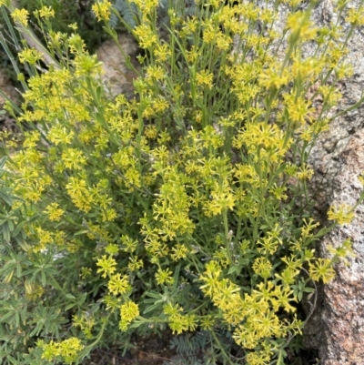 Pimelea curviflora (Curved Rice-flower) at Rendezvous Creek, ACT - 12 Dec 2021 by JaneR