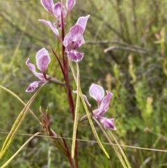 Diuris dendrobioides (Late Mauve Doubletail) by Brad