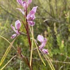 Diuris dendrobioides (Late Mauve Doubletail) at Mount Taylor - 12 Dec 2021 by Brad