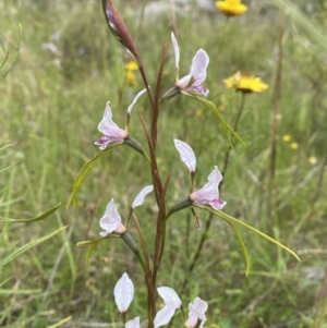 Diuris dendrobioides at suppressed - 12 Dec 2021