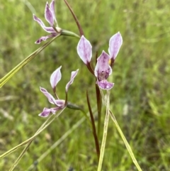 Diuris dendrobioides at suppressed - 12 Dec 2021