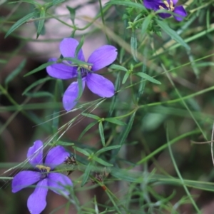 Cheiranthera linearis at Bumbaldry, NSW - 11 Dec 2021 01:45 PM