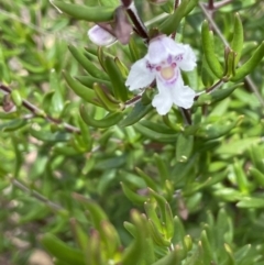 Prostanthera phylicifolia (Spiked Mint-bush) at Rendezvous Creek, ACT - 12 Dec 2021 by JaneR