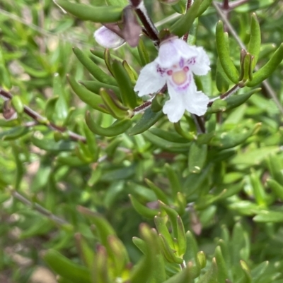 Prostanthera phylicifolia (Spiked Mint-bush) at Namadgi National Park - 12 Dec 2021 by JaneR