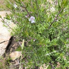 Prostanthera phylicifolia at Rendezvous Creek, ACT - 12 Dec 2021 11:59 AM