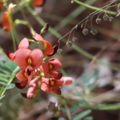 Swainsona galegifolia (Darling Pea) at Conimbla National Park - 11 Dec 2021 by Tammy