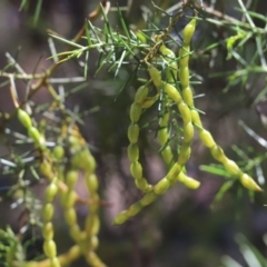 Acacia genistifolia (Early Wattle) at Bumbaldry, NSW - 11 Dec 2021 by Tammy