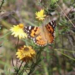 Vanessa kershawi (Australian Painted Lady) at Bumbaldry, NSW - 11 Dec 2021 by Tammy
