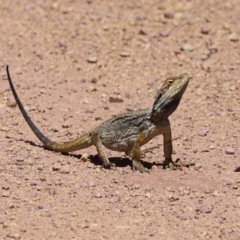 Pogona barbata (Eastern Bearded Dragon) at Conimbla National Park - 11 Dec 2021 by Tammy