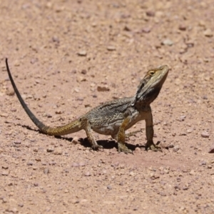 Pogona barbata at Bumbaldry, NSW - suppressed
