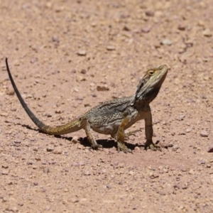 Pogona barbata at Bumbaldry, NSW - 11 Dec 2021