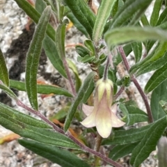 Billardiera scandens (Hairy Apple Berry) at Namadgi National Park - 12 Dec 2021 by JaneR