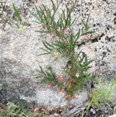 Billardiera scandens at Rendezvous Creek, ACT - 12 Dec 2021