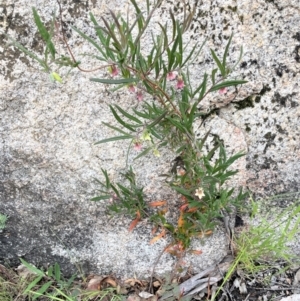 Billardiera scandens at Rendezvous Creek, ACT - 12 Dec 2021