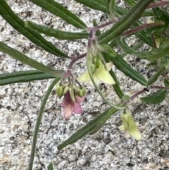 Billardiera scandens at Rendezvous Creek, ACT - 12 Dec 2021