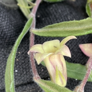 Billardiera scandens at Rendezvous Creek, ACT - 12 Dec 2021