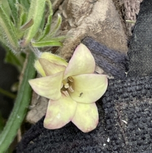 Billardiera scandens at Rendezvous Creek, ACT - 12 Dec 2021