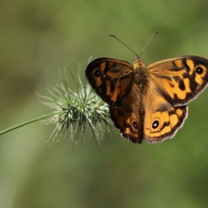 Heteronympha merope at Bumbaldry, NSW - 11 Dec 2021