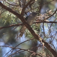 Chrysococcyx lucidus (Shining Bronze-Cuckoo) at Conimbla National Park - 11 Dec 2021 by Tammy