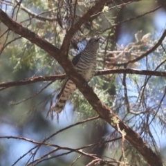 Chalcites lucidus at Bumbaldry, NSW - 11 Dec 2021 01:20 PM