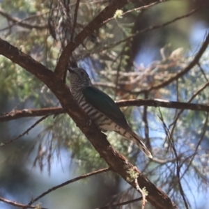 Chrysococcyx lucidus at Bumbaldry, NSW - 11 Dec 2021