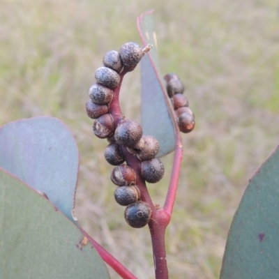 Eucalyptus insect gall at Rob Roy Range - 20 Oct 2021 by michaelb