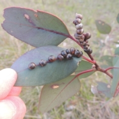 Eucalyptus insect gall at Conder, ACT - 20 Oct 2021 05:44 PM