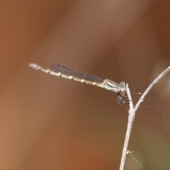 Unidentified Damselfly (Zygoptera) at Bumbaldry, NSW - 11 Dec 2021 by Tammy