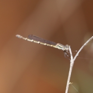 Austrolestes leda at Bumbaldry, NSW - 11 Dec 2021 01:48 PM