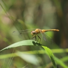 Diplacodes bipunctata (Wandering Percher) at Bumbaldry, NSW - 11 Dec 2021 by Tammy