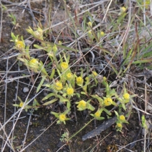 Triptilodiscus pygmaeus at Conder, ACT - 20 Oct 2021