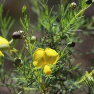 Gompholobium huegelii at Bumbaldry, NSW - 11 Dec 2021