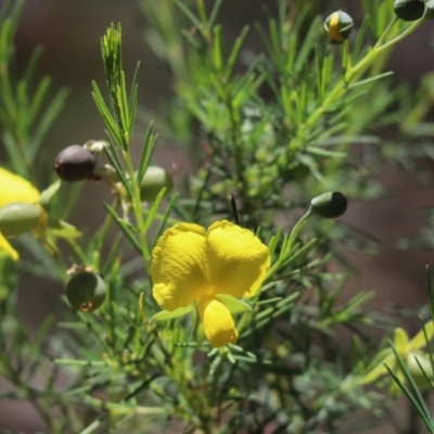 Gompholobium huegelii (Pale Wedge Pea) at Bumbaldry, NSW - 11 Dec 2021 by Tammy