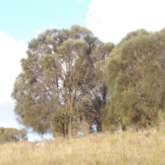 Allocasuarina verticillata (Drooping Sheoak) at Conder, ACT - 20 Oct 2021 by MichaelBedingfield