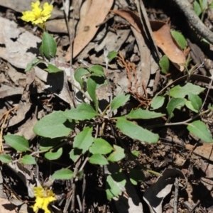 Goodenia hederacea subsp. hederacea at Bumbaldry, NSW - 11 Dec 2021