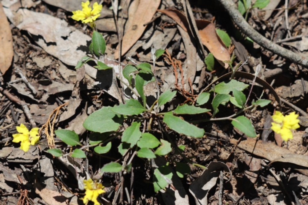 Goodenia hederacea subsp. hederacea at Bumbaldry, NSW - 11 Dec 2021