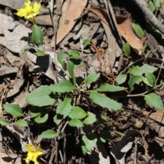 Goodenia hederacea subsp. hederacea (Ivy Goodenia, Forest Goodenia) at Bumbaldry, NSW - 11 Dec 2021 by Tammy