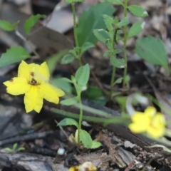 Goodenia hederacea subsp. hederacea at Bumbaldry, NSW - 11 Dec 2021 01:25 PM