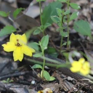 Goodenia hederacea subsp. hederacea at Bumbaldry, NSW - 11 Dec 2021