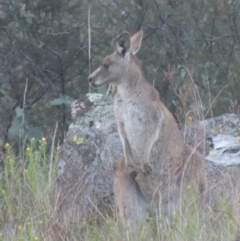 Macropus giganteus (Eastern Grey Kangaroo) at Conder, ACT - 20 Oct 2021 by MichaelBedingfield