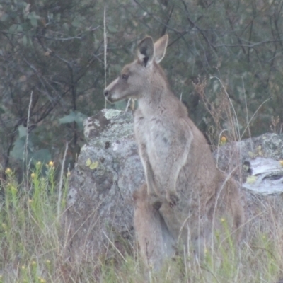 Macropus giganteus (Eastern Grey Kangaroo) at Rob Roy Range - 20 Oct 2021 by michaelb