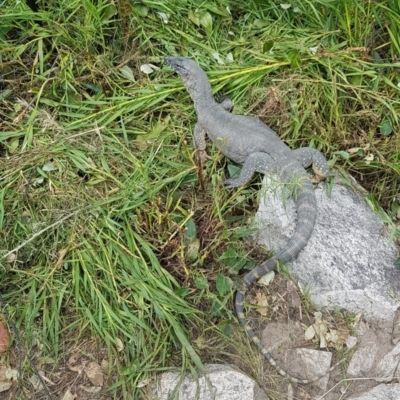 Varanus rosenbergi (Heath or Rosenberg's Monitor) at Tennent, ACT - 12 Dec 2021 by Jek