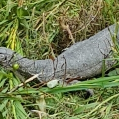 Varanus rosenbergi at Tennent, ACT - 12 Dec 2021