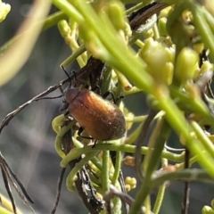 Ecnolagria grandis (Honeybrown beetle) at Bruce Ridge to Gossan Hill - 12 Dec 2021 by JVR