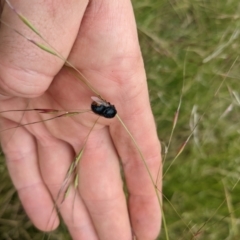 Pterodontia mellii at Watson, ACT - 13 Dec 2021