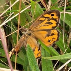 Heteronympha merope (Common Brown Butterfly) at Lyneham, ACT - 13 Dec 2021 by trevorpreston